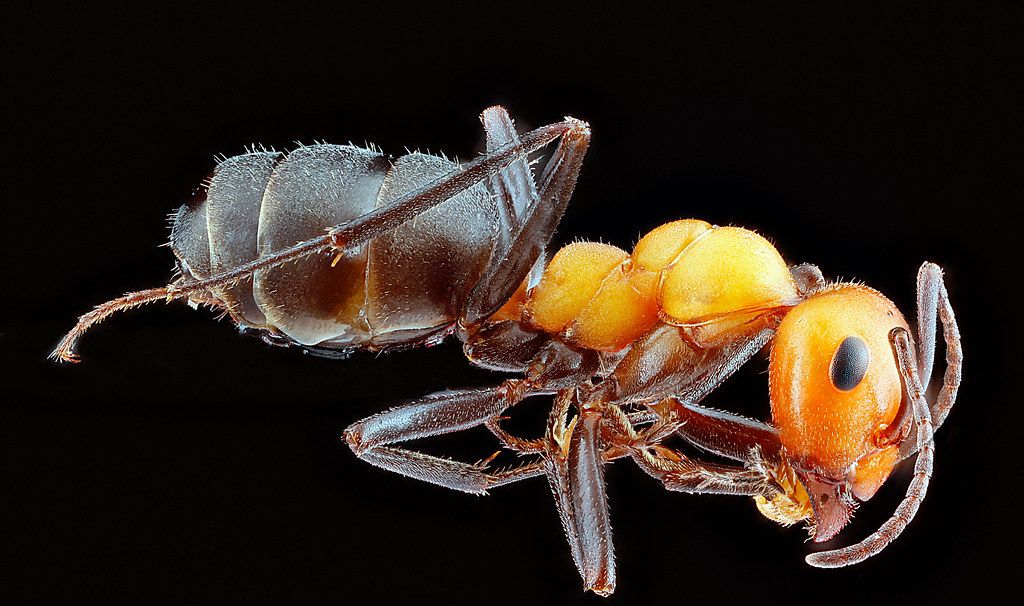 Ant Control service in Bel Air South, MD