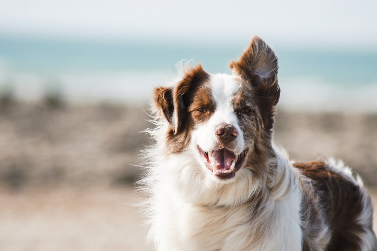 Flea & Tick Control service in Bel Air South, MD
