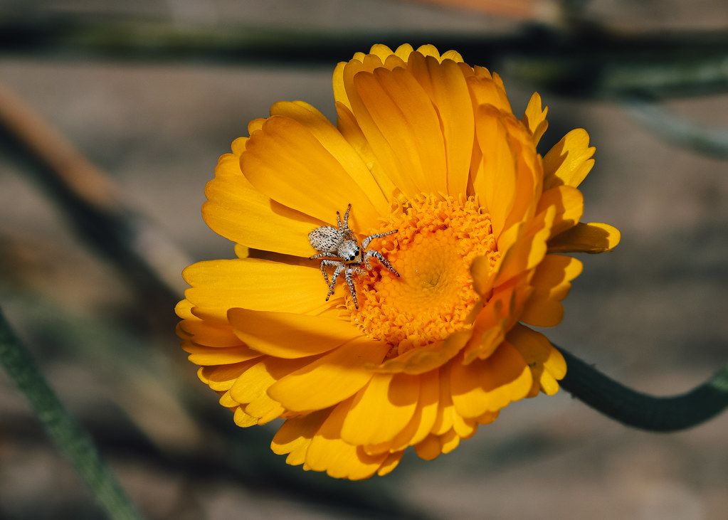 Spider Control service in Bel Air South, MD